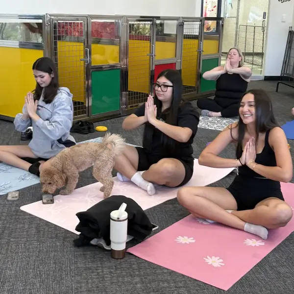 Puppy cuddles during a yoga session